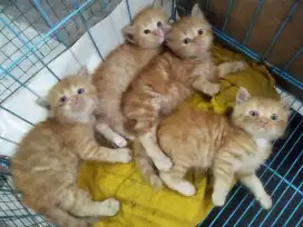 KUCING ANGGORA PERSIA ANAK KUCING  MURAH BAYI CALICO RAGDOL