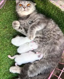 British shorthair