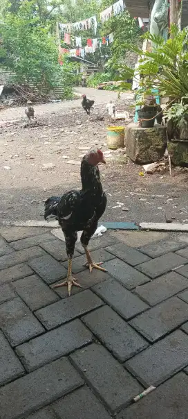 Ayam bangkok berbagai usia trah jelas banyak jenisnya ternakan sendiri