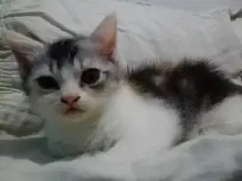 Lepas Adopsi Kitten Persia
