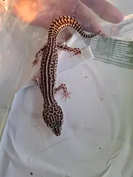 Gecko pied murah per ekor