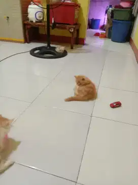 Lepas adopsi Kitten peaknose