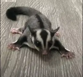 Jual Cepat Sugar Glider jantan (Bukan ayam bebek kalkun ikan)