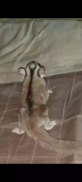 Sugar Glider CG