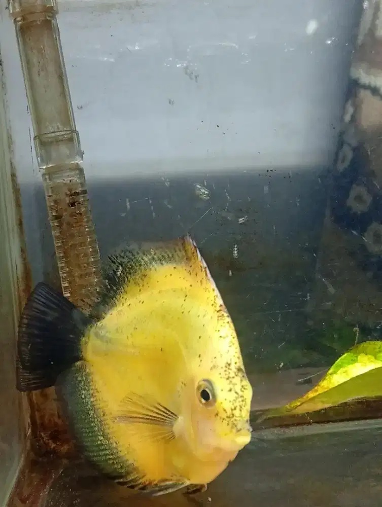 Ikan discuss ukuran kurang lebih 5-6 cm