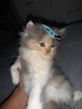 Kucing persia calico