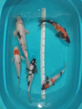 Koi showa shiro