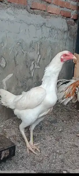 Ayam Shamo Eropa X Ayam Betina Mangon