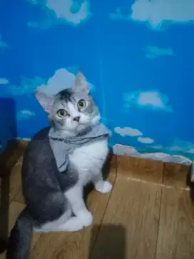 Lepas Adopsi Kucing Persia