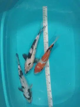 Ikann Koi Shiro
