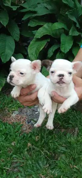French bulldog stambum
