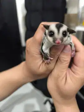 Sugar Glider Classic Grey / Joey / 2 Bulan / Betina