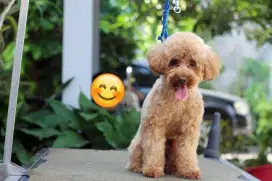 Open Stud toy poodle