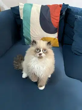Ragdoll betina 3bulan