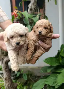 poodle stambum super quality