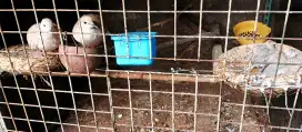 Burung puter muda