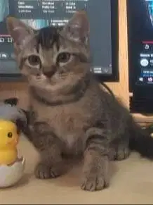 Open adopsi Kucing Jantan Non Ped (Lokasi Ancol/Sunter)