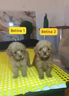 Toy poodle betina & jantan