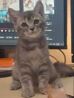 Open adopsi Kucing Betina Non Ped (Lokasi Ancol/Sunter)