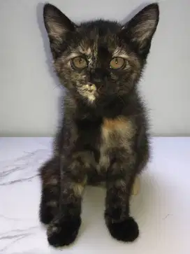 Open adopsi Kucing Betina Non Ped (Lokasi Ancol/Sunter)