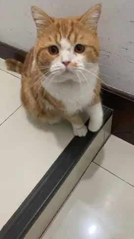 Open adopsi Kucing Jantan Non Ped (Lokasi Ancol/Sunter)