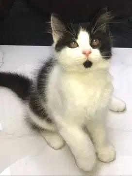 Open adopsi Kucing Jantan Non Ped (Lokasi Ancol/Sunter)