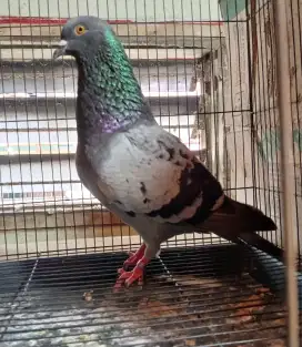 Burung Merpati Dara Trah