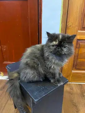 Kucing Kitten Exotic Longhair Peaknose Betina