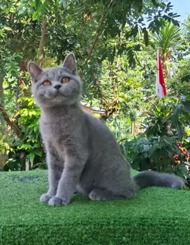British Shorthair Kitten