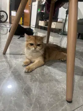 Kucing BSH Golden