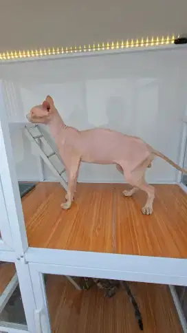 Kucing sphynx Jantan