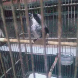 Jual Pentet Madura Putih