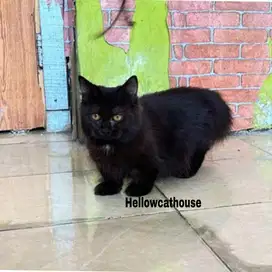 Kucing cebol munchkin betina full black