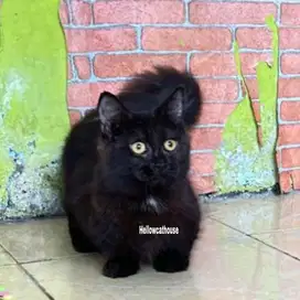 Kucing kaki pendek munchkin cebol betina full black