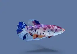ikan cupang betina giant candy
