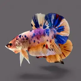 ikan cupang giant candy multi