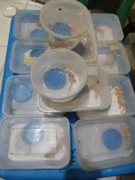 Borongan 13 ekor baby gecko