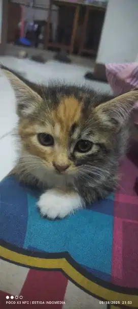 Anakan Kucing Persia