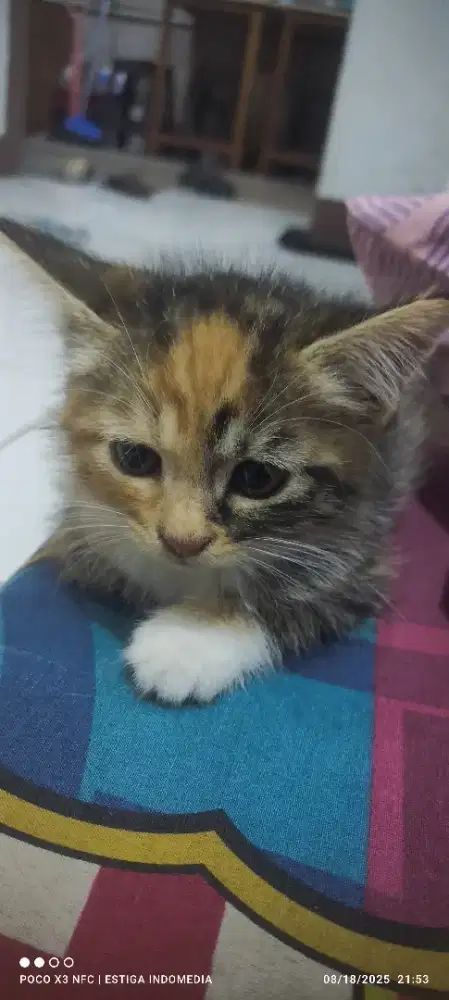 Anakan Kucing Persia