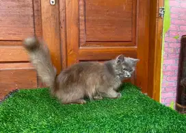 Kucing persia medium betina