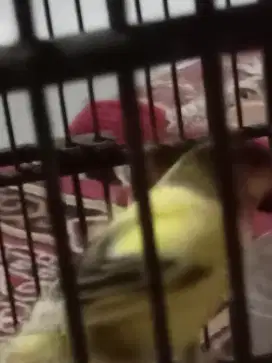 kenari jantan receh