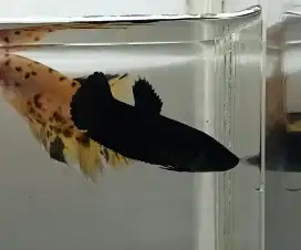 ikan cupang betina black