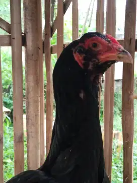 Ayam Bangkok biang/babon