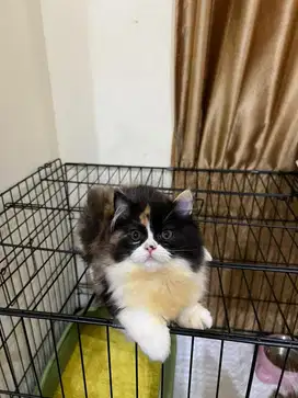 Lepas adopt kucing persia nego!