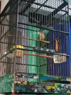 cjj mulus no minus