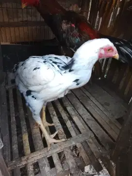 Biang brimbun bk
