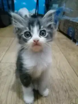 Lepas Adopsi Kitten Persia