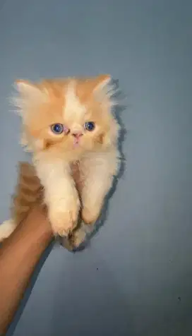 Open Adopt Kucing Peaknose dan Flatnose