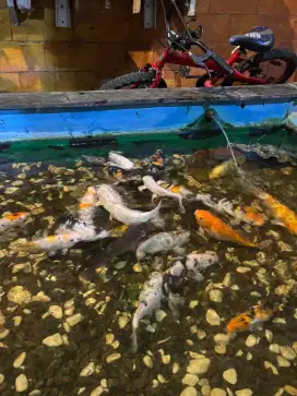 Di jual borongan ikan koi peliharaan termasuk mesin air kolam