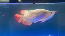 Arwana super red
